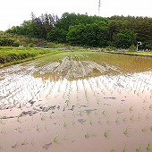 田植え祭り